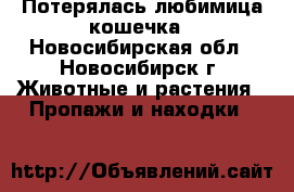 Потерялась любимица кошечка - Новосибирская обл., Новосибирск г. Животные и растения » Пропажи и находки   